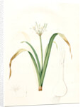 Pancratium parviflorum, Pancrace á petites fleurs, Small-flowered pancratium by Pierre Joseph Redouté