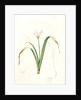 Pancratium parviflorum, Pancrace á petites fleurs, Small-flowered pancratium by Pierre Joseph Redouté