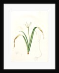 Pancratium parviflorum, Pancrace á petites fleurs, Small-flowered pancratium by Pierre Joseph Redouté
