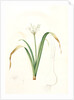 Pancratium parviflorum, Pancrace á petites fleurs, Small-flowered pancratium by Pierre Joseph Redouté