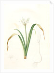 Pancratium parviflorum, Pancrace á petites fleurs, Small-flowered pancratium by Pierre Joseph Redouté