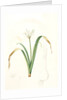Pancratium parviflorum, Pancrace á petites fleurs, Small-flowered pancratium by Pierre Joseph Redouté