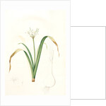 Pancratium parviflorum, Pancrace á petites fleurs, Small-flowered pancratium by Pierre Joseph Redouté