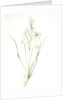 Phalangium liliastrum, Paradisea Liliastrum; Phalangére lis Saint-Bruno; St. Bruno's Lily by Pierre Joseph Redouté