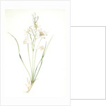 Phalangium liliastrum, Paradisea Liliastrum; Phalangére lis Saint-Bruno; St. Bruno's Lily by Pierre Joseph Redouté