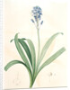Scilla campanulata, Scille à fleurs en cloche, Bluebell by Pierre Joseph Redouté
