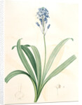 Scilla campanulata, Scille à fleurs en cloche, Bluebell by Pierre Joseph Redouté