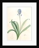 Scilla campanulata, Scille à fleurs en cloche, Bluebell by Pierre Joseph Redouté
