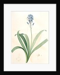 Scilla campanulata, Scille à fleurs en cloche, Bluebell by Pierre Joseph Redouté