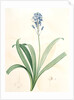Scilla campanulata, Scille à fleurs en cloche, Bluebell by Pierre Joseph Redouté
