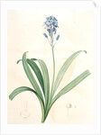 Scilla campanulata, Scille à fleurs en cloche, Bluebell by Pierre Joseph Redouté