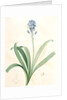 Scilla campanulata, Scille à fleurs en cloche, Bluebell by Pierre Joseph Redouté