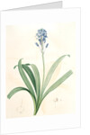 Scilla campanulata, Scille à fleurs en cloche, Bluebell by Pierre Joseph Redouté