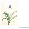 Scilla campanulata, Scille à fleurs en cloche, Bluebell by Pierre Joseph Redouté