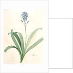 Scilla campanulata, Scille à fleurs en cloche, Bluebell by Pierre Joseph Redouté