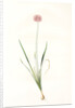 Allium angulosum, Ail anguleux, Mouse garlic by Pierre Joseph Redouté