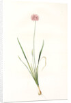 Allium angulosum, Ail anguleux, Mouse garlic by Pierre Joseph Redouté