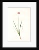 Allium angulosum, Ail anguleux, Mouse garlic by Pierre Joseph Redouté