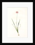 Allium angulosum, Ail anguleux, Mouse garlic by Pierre Joseph Redouté