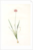 Allium angulosum, Ail anguleux, Mouse garlic by Pierre Joseph Redouté