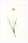 Allium angulosum, Ail anguleux, Mouse garlic by Pierre Joseph Redouté