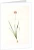 Allium angulosum, Ail anguleux, Mouse garlic by Pierre Joseph Redouté