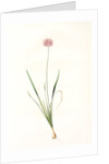Allium angulosum, Ail anguleux, Mouse garlic by Pierre Joseph Redouté