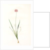 Allium angulosum, Ail anguleux, Mouse garlic by Pierre Joseph Redouté