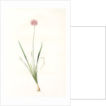 Allium angulosum, Ail anguleux, Mouse garlic by Pierre Joseph Redouté