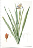 Iris foetidissima, Iris fétide; Gladwyn or Sinking Iris, Roast Beef Plant; Spurge Plant by Pierre Joseph Redouté