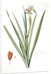Iris foetidissima, Iris fétide; Gladwyn or Sinking Iris, Roast Beef Plant; Spurge Plant by Pierre Joseph Redouté
