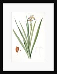 Iris foetidissima, Iris fétide; Gladwyn or Sinking Iris, Roast Beef Plant; Spurge Plant by Pierre Joseph Redouté