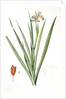Iris foetidissima, Iris fétide; Gladwyn or Sinking Iris, Roast Beef Plant; Spurge Plant by Pierre Joseph Redouté