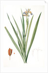 Iris foetidissima, Iris fétide; Gladwyn or Sinking Iris, Roast Beef Plant; Spurge Plant by Pierre Joseph Redouté
