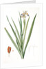 Iris foetidissima, Iris fétide; Gladwyn or Sinking Iris, Roast Beef Plant; Spurge Plant by Pierre Joseph Redouté
