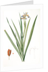 Iris foetidissima, Iris fétide; Gladwyn or Sinking Iris, Roast Beef Plant; Spurge Plant by Pierre Joseph Redouté