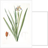 Iris foetidissima, Iris fétide; Gladwyn or Sinking Iris, Roast Beef Plant; Spurge Plant by Pierre Joseph Redouté
