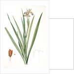 Iris foetidissima, Iris fétide; Gladwyn or Sinking Iris, Roast Beef Plant; Spurge Plant by Pierre Joseph Redouté