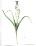 Muscari comosum, Muscari a toupet, Tassel grapehyacinth; Tassel hyacinth by Pierre Joseph Redouté