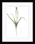 Muscari comosum, Muscari a toupet, Tassel grapehyacinth; Tassel hyacinth by Pierre Joseph Redouté