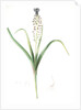 Muscari comosum, Muscari a toupet, Tassel grapehyacinth; Tassel hyacinth by Pierre Joseph Redouté