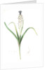 Muscari comosum, Muscari a toupet, Tassel grapehyacinth; Tassel hyacinth by Pierre Joseph Redouté