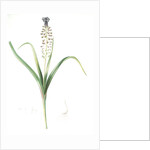 Muscari comosum, Muscari a toupet, Tassel grapehyacinth; Tassel hyacinth by Pierre Joseph Redouté