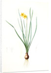 Narcissus radiatus, Narcissus Tazetta; Narcisse radiê by Pierre Joseph Redouté
