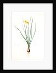 Narcissus radiatus, Narcissus Tazetta; Narcisse radiê by Pierre Joseph Redouté