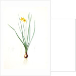 Narcissus radiatus, Narcissus Tazetta; Narcisse radiê by Pierre Joseph Redouté