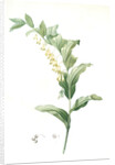 Polygonatum multiflorum, Polygonatum multiflore; Eurasian Solomon's Seal by Pierre Joseph Redouté