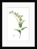Polygonatum multiflorum, Polygonatum multiflore; Eurasian Solomon's Seal by Pierre Joseph Redouté