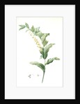 Polygonatum multiflorum, Polygonatum multiflore; Eurasian Solomon's Seal by Pierre Joseph Redouté