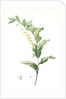 Polygonatum multiflorum, Polygonatum multiflore; Eurasian Solomon's Seal by Pierre Joseph Redouté